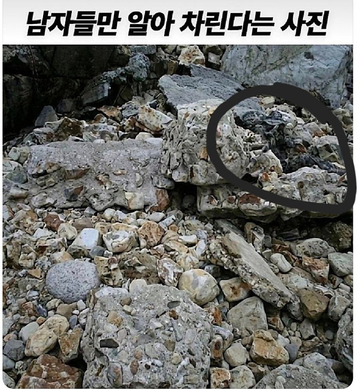 3초 안에 못 찾으면 죽는 사진